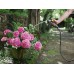 Шланг Karcher Performance Premium 1/2" 20 м